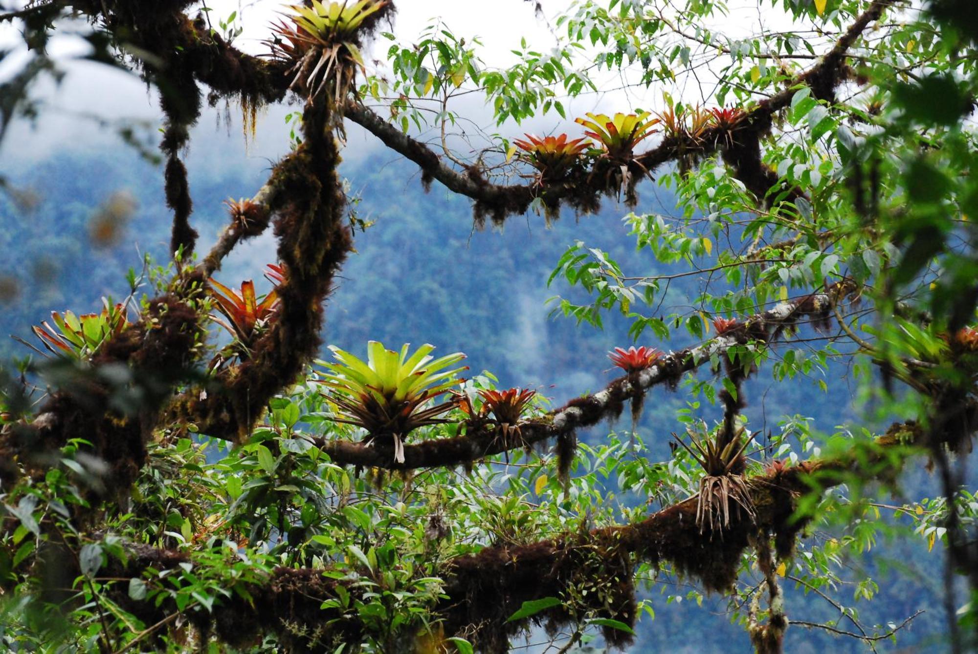 Bellavista Cloud Forest Lodge & Private Protected Area Tandayapa Exteriér fotografie